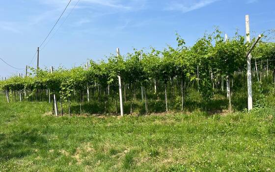 <Casale Residenziali in vendita